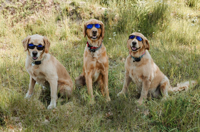 Dogs glasses photo
