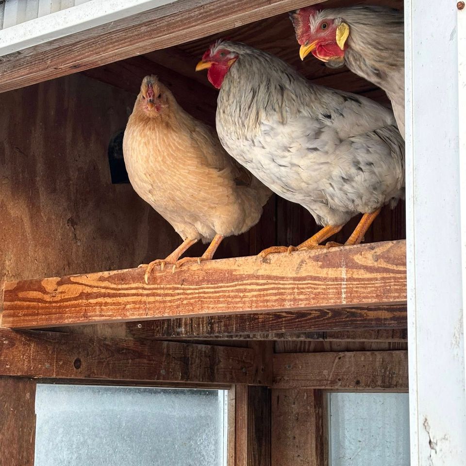 Chicken trio