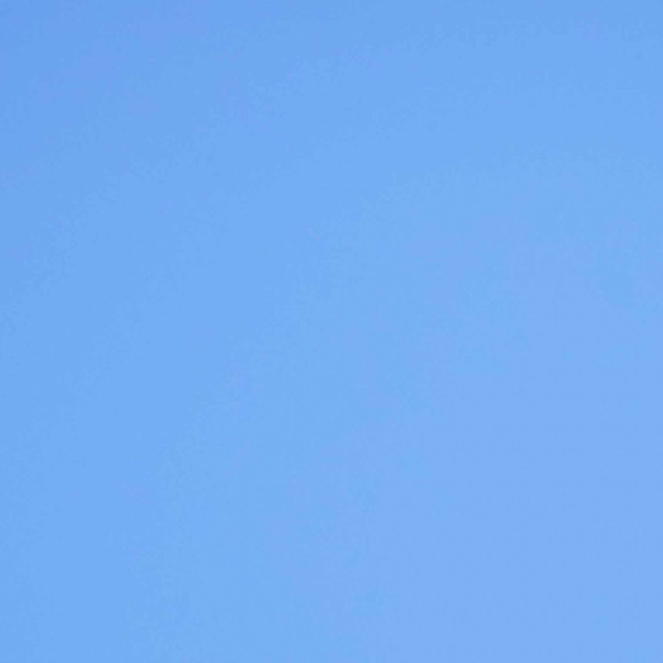 Bird on branch website