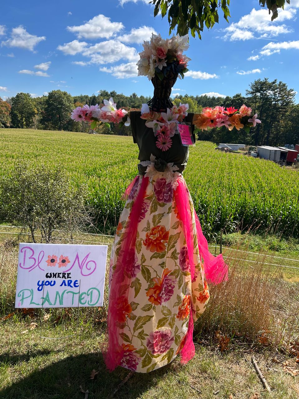 Scarecrowcontestinacton