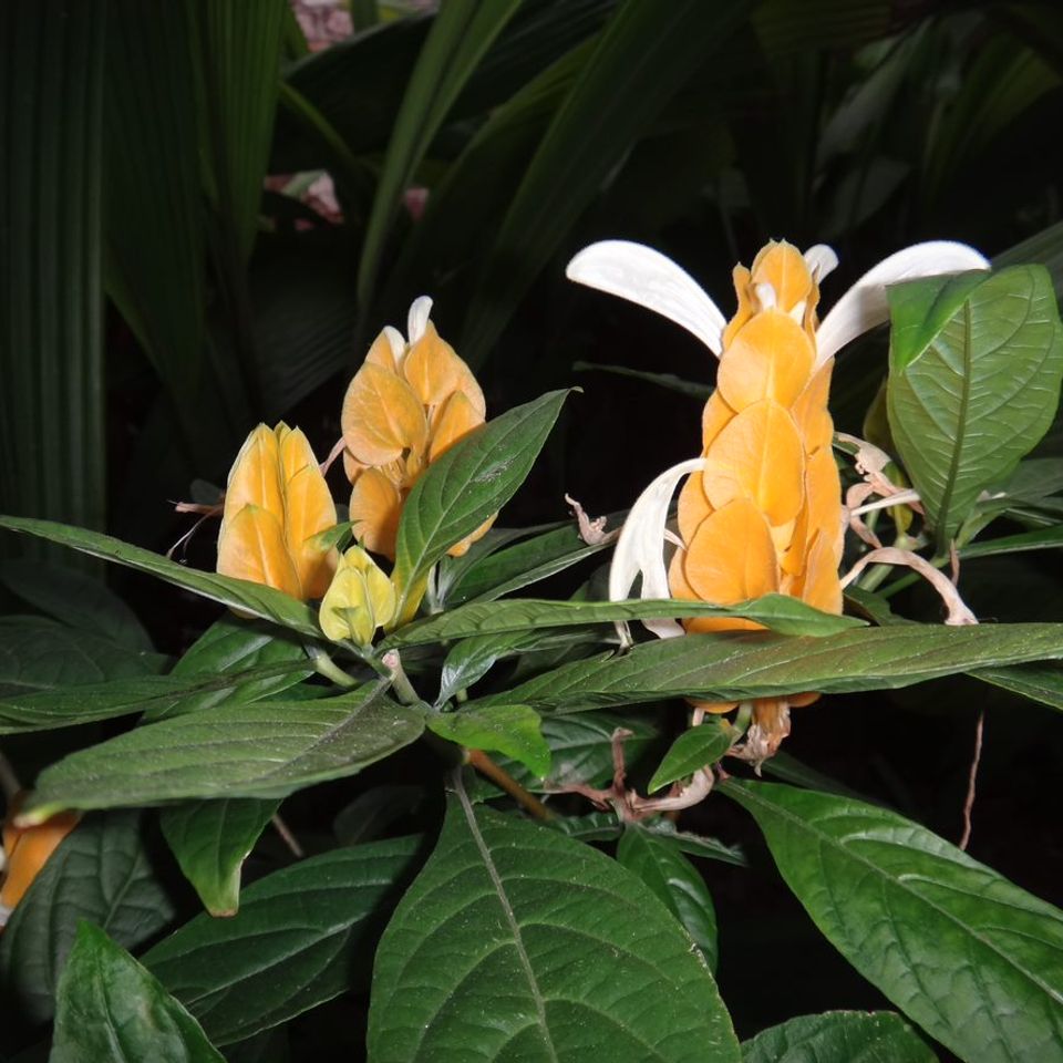 Golden shrimp plant