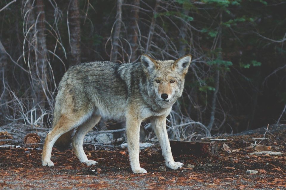 Coyote g9d8bebef3 1920