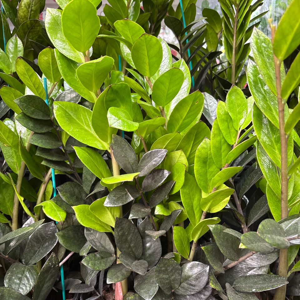 79832239619  a2df29f2 6dc5 4067 8e82 4ef44a98181d