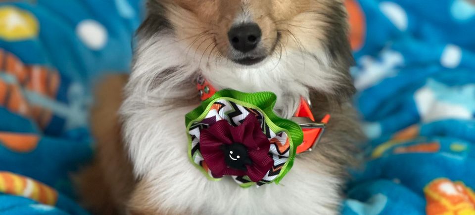 Dog with flower bow 1