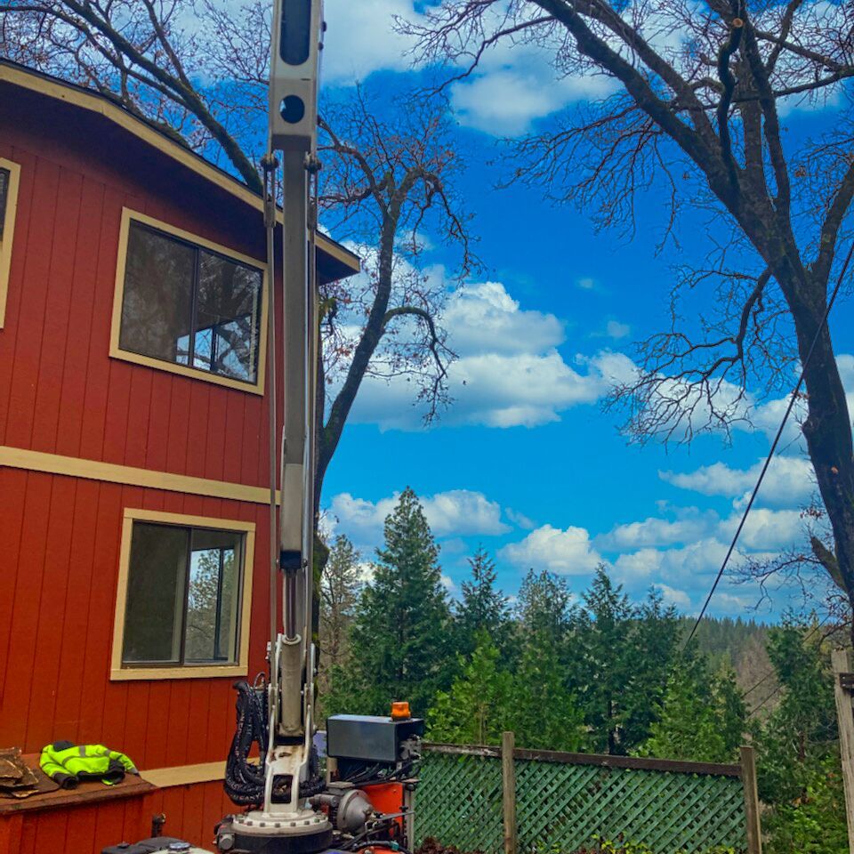 Tree timming in Roseville