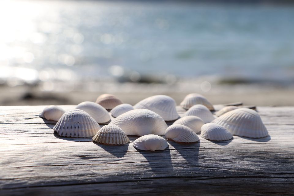 Shells g02152f16f 1920