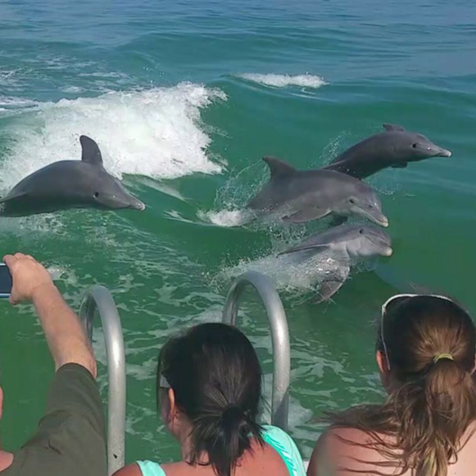 Charleston dolphin boat tour