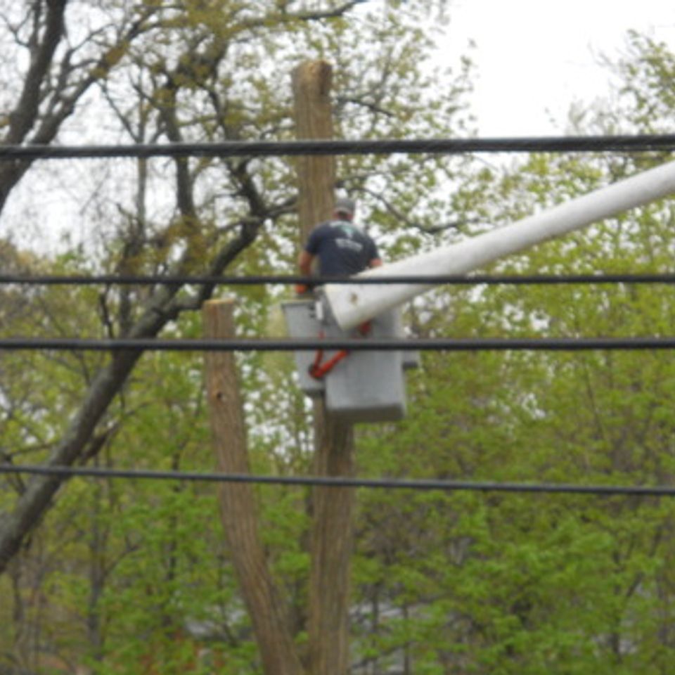 South shore tree 005