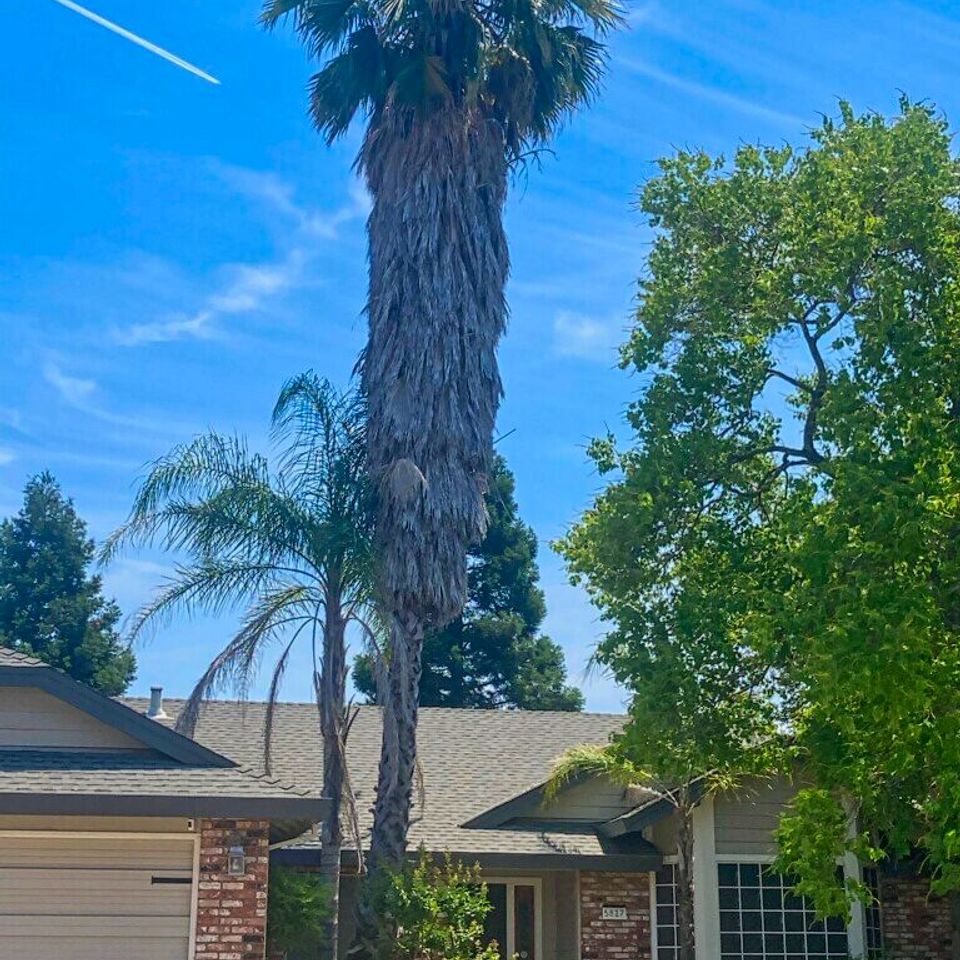 palm tree removal roseville 