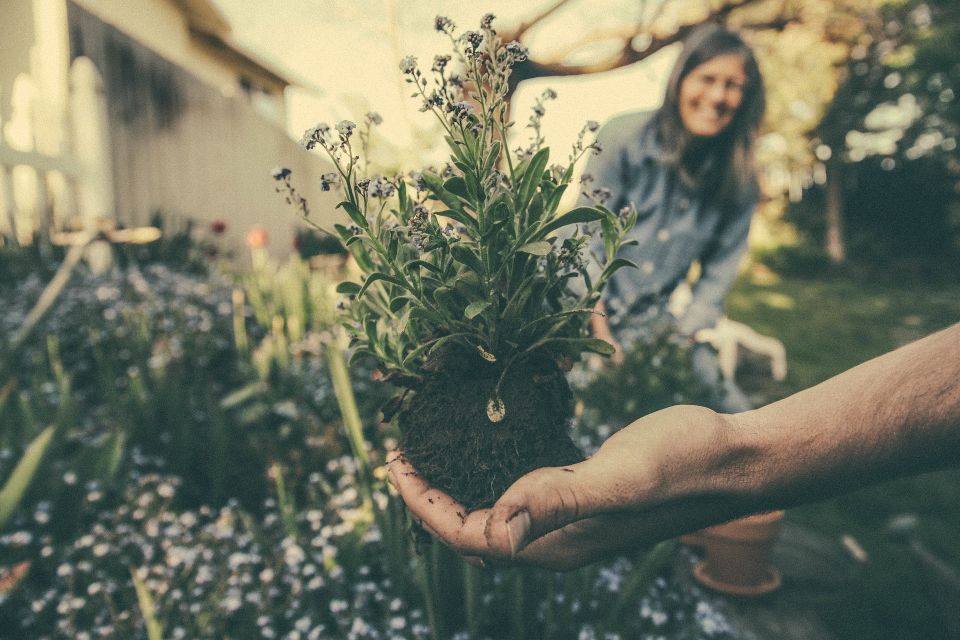 Planting 5ee6d04143 1920