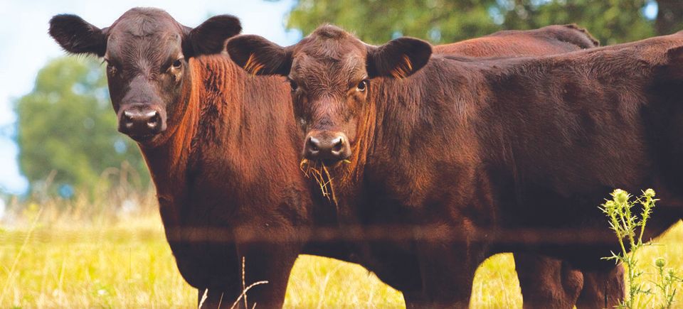 Beef cows forage seed available ECS