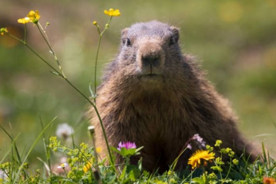 Long Island Wildlife Control opossum racoon squirrel bat bird capture