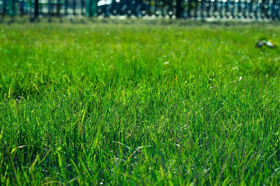 Sod for Your DIY Backyard Landscaping in the Boise, ID