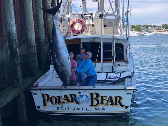 Polarbear 500lb tuna being lifted off boat at pier
