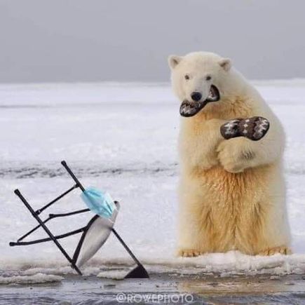 Bear polar bear with mitten in mouth 1 on paw