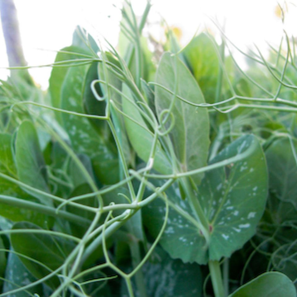Spring forage pea seeds plant sprouting