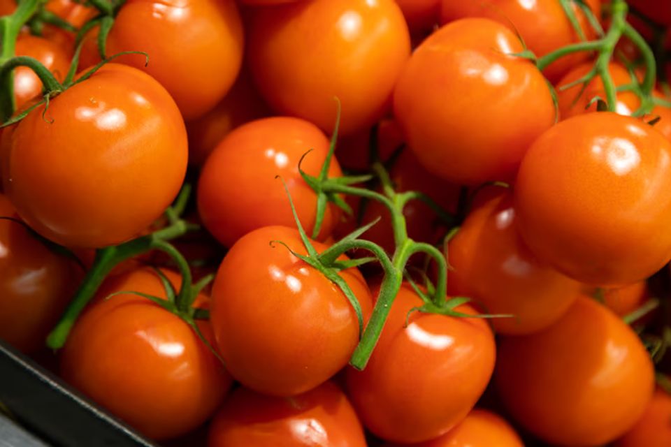 Project full plate gallery tomatoes