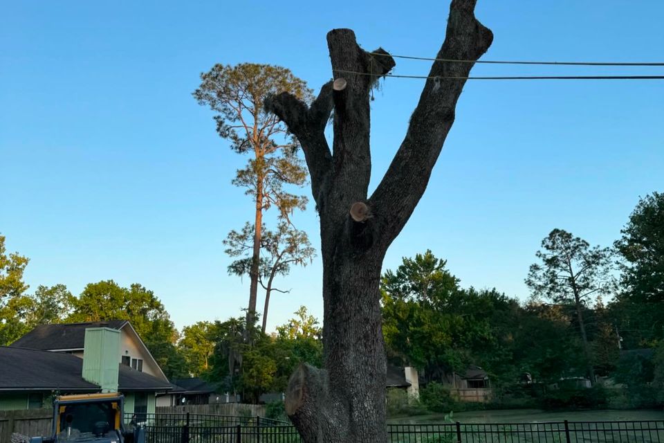 Bachman tree removal