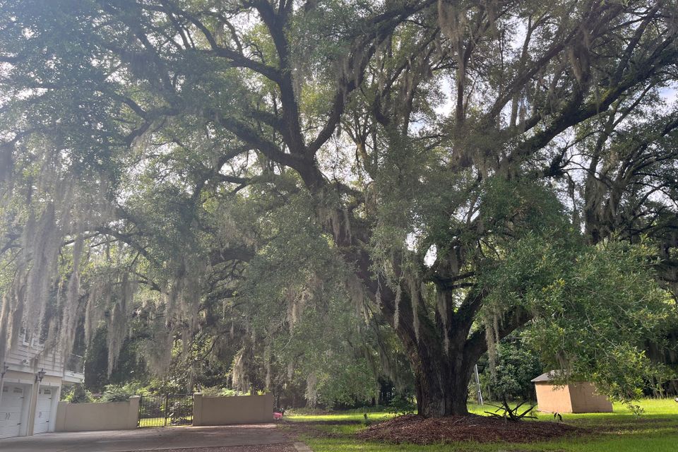 Hope oak 2