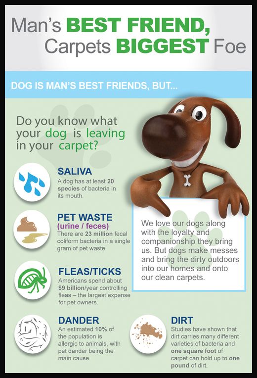 Carpet pet odor removal 1