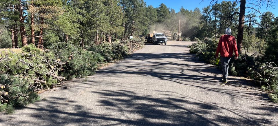 View of hundreds of slash piles down Rainbow Hill Road
