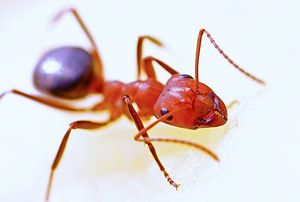 Ant 564617 960 72020180118 9448 10sa6mo