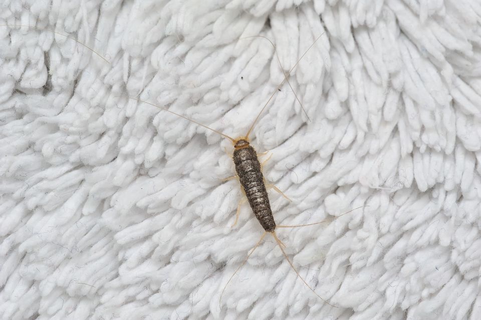 Silverfish