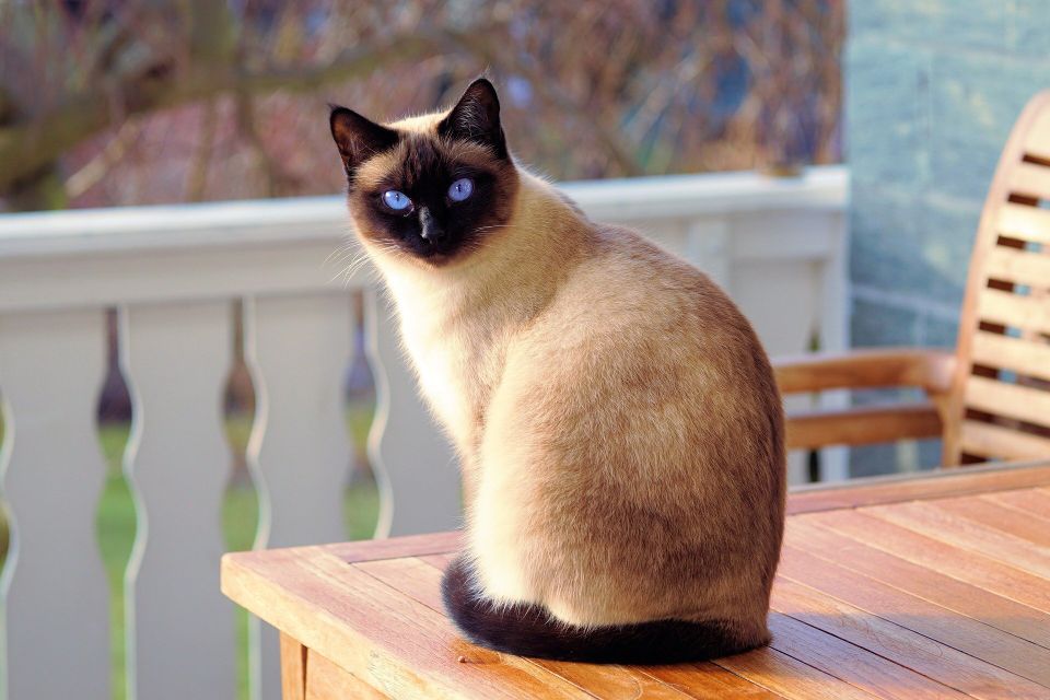 Cat g78dcb1f50 1920