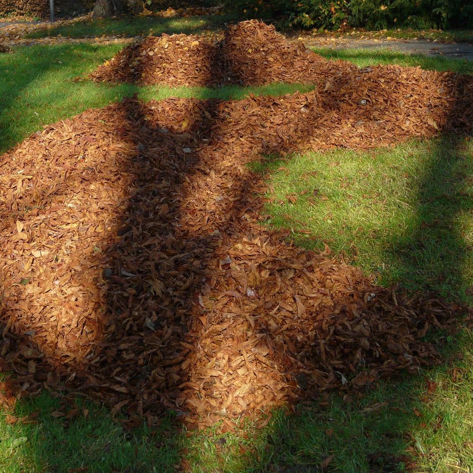 Leaves g2a748a8f3 1920