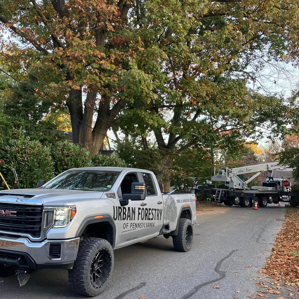 Tree service