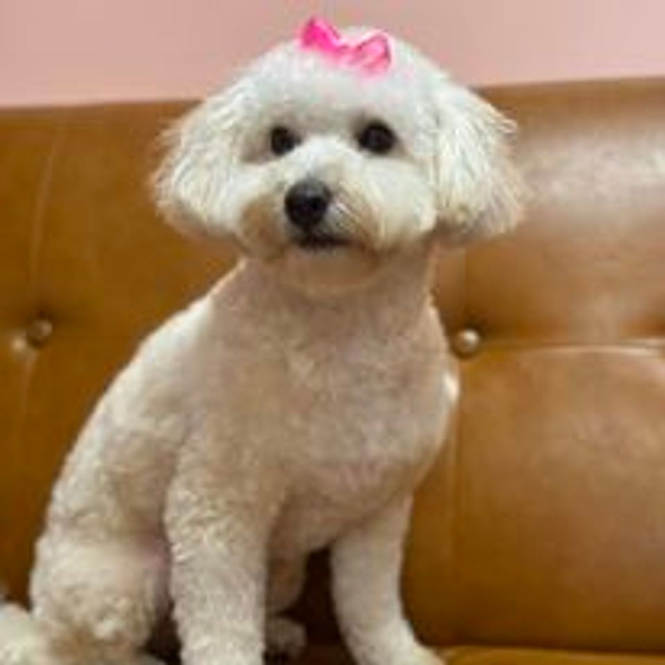 Cute small white dog with bow   just groomed