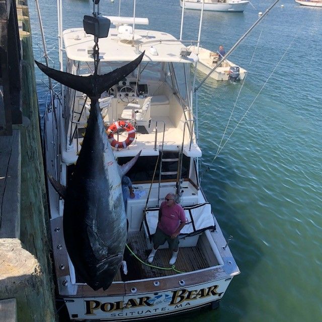 Huge tuna being raised out of boat photo taken from above