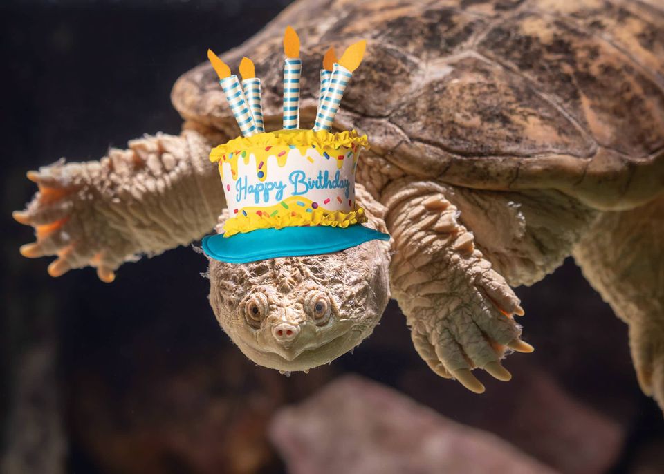 Birthday turtle