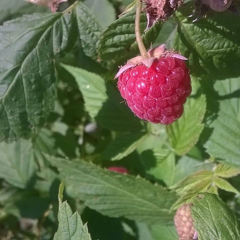 Indian orchards one raspberry