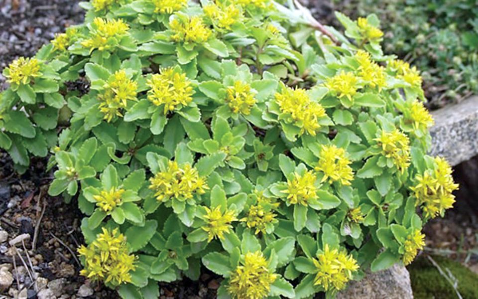 8206 kamschatca sedum