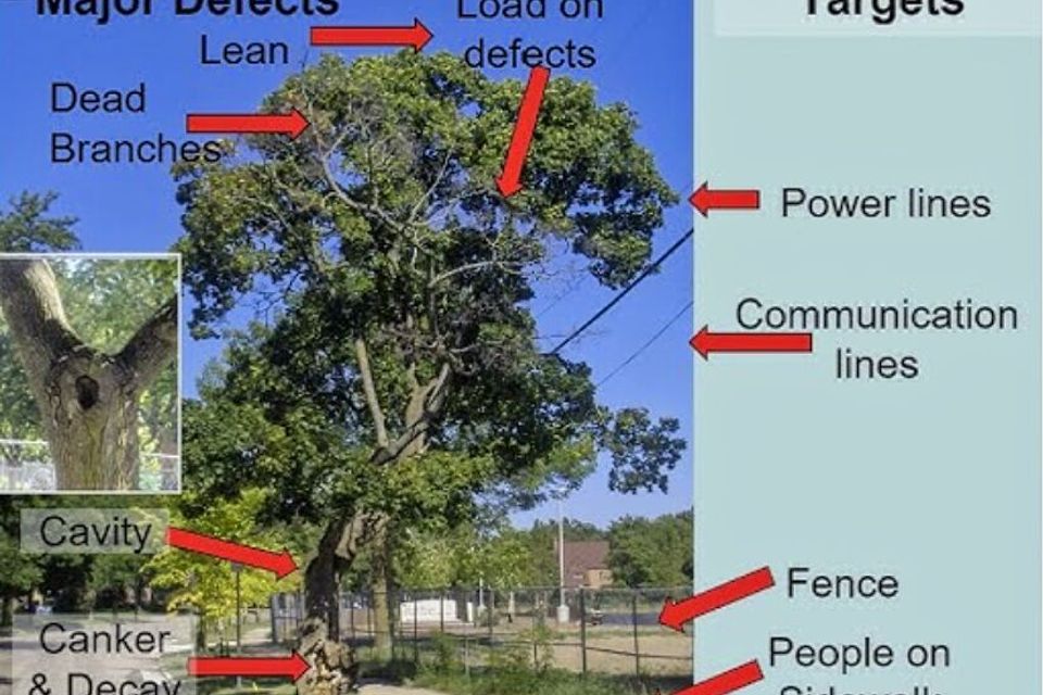tree assessment fair oaks