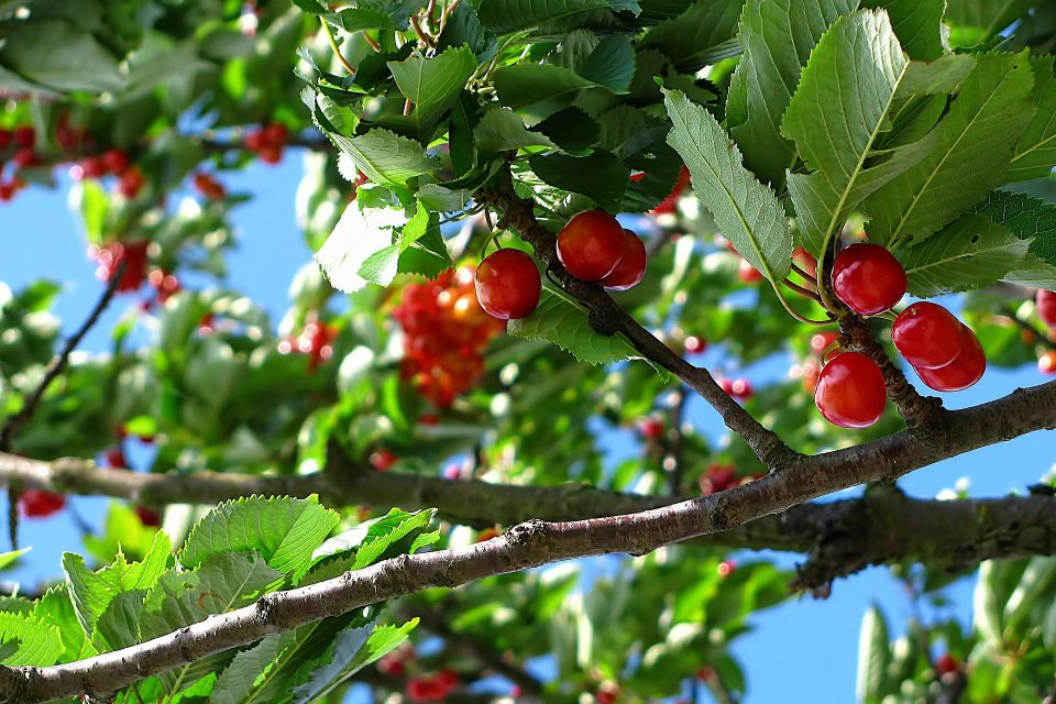 Tree and Orchard Spraying