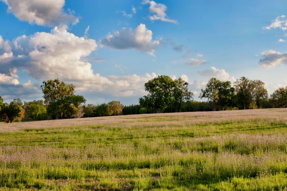 Purple field panorama2 hdr