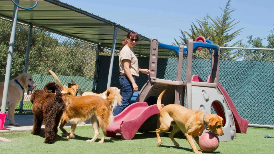 How to Sell Websites to Dog Daycare and Pet Boarding Businesses