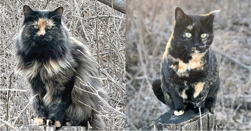 Cove cats