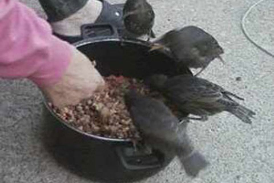 Wild Kritters of Niagara County NY