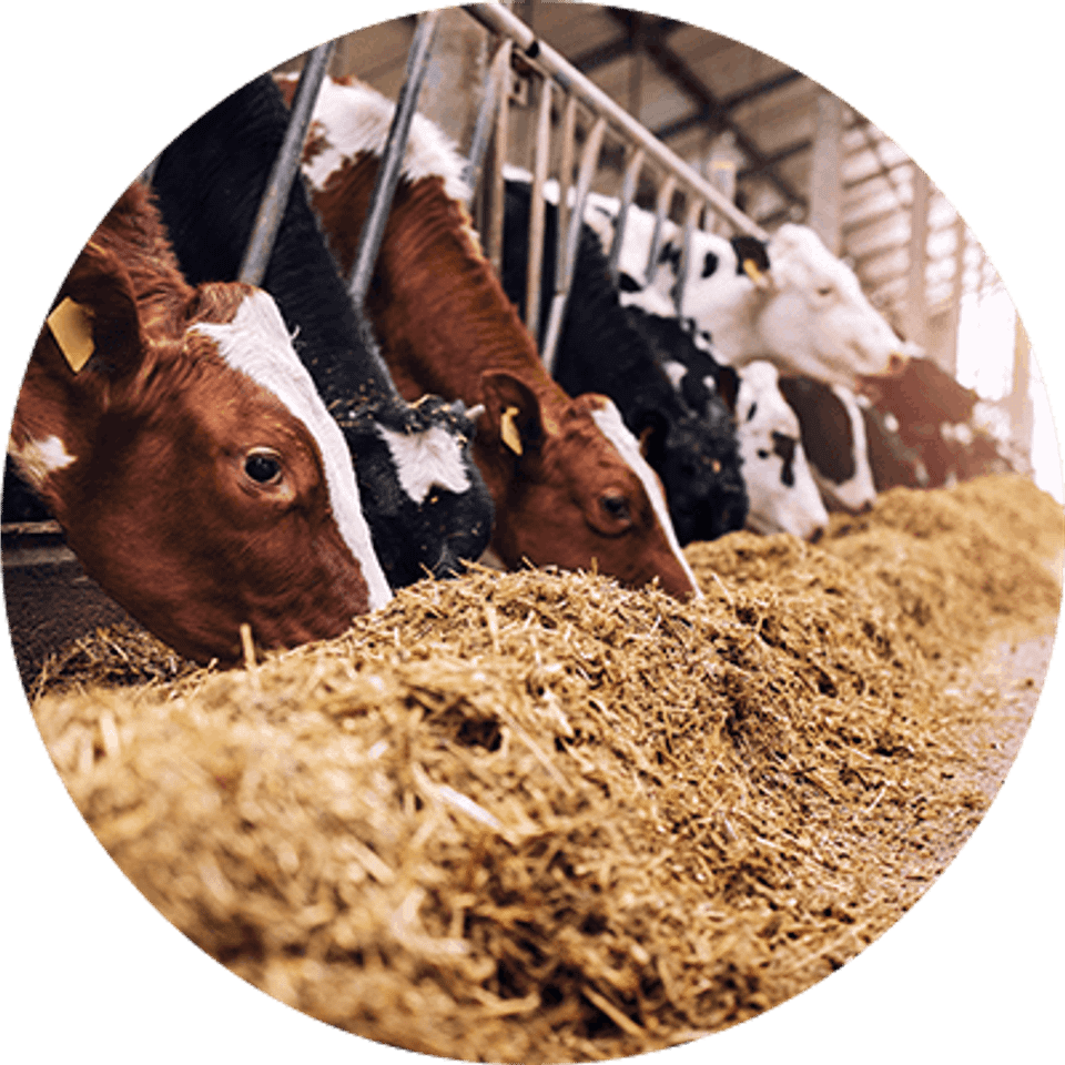 Products livestock feed