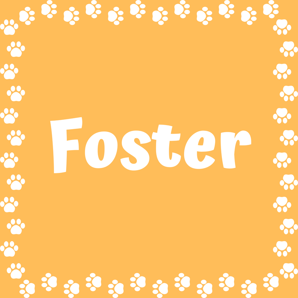 Learn about adoptions