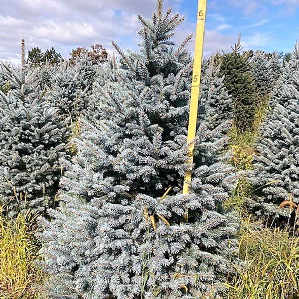 Fat albert blue spruce 2