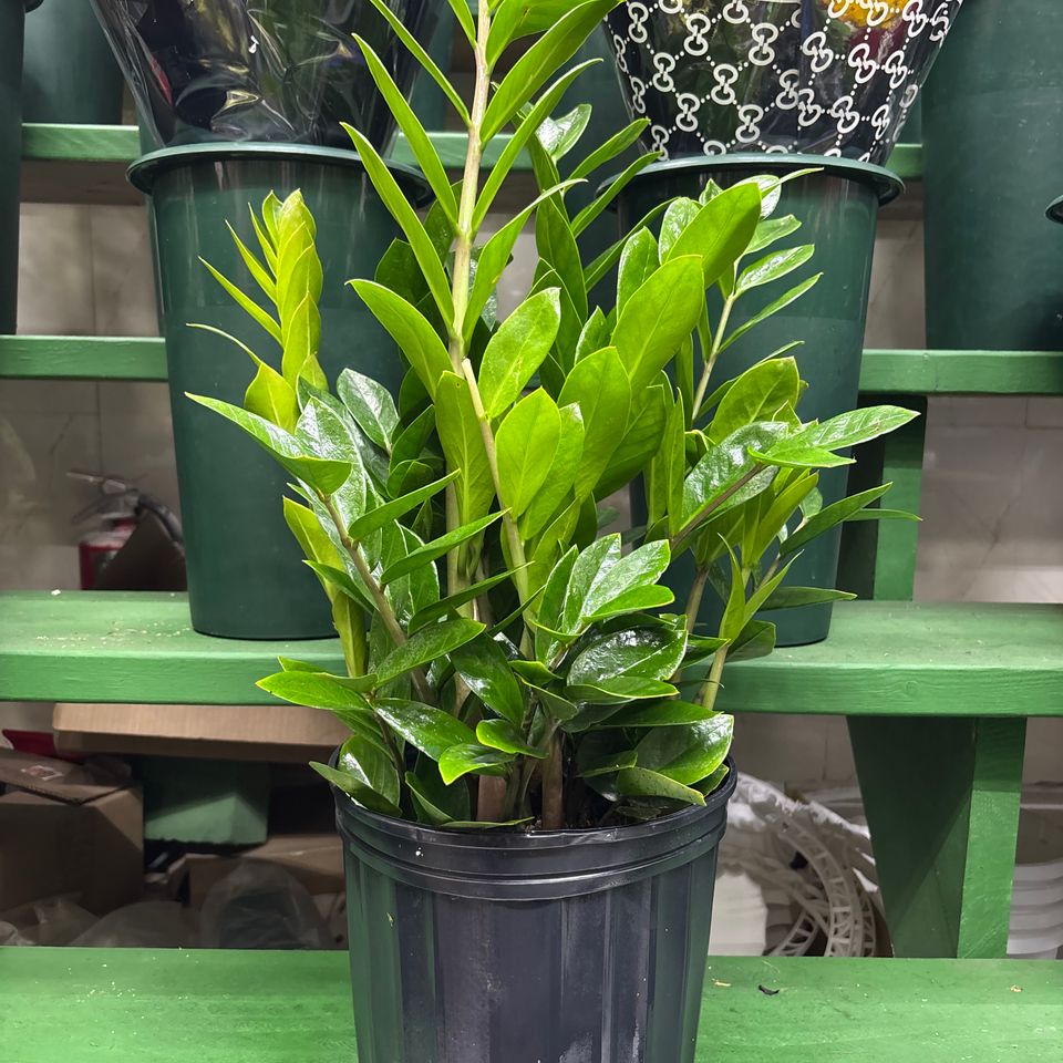 79832010477  7c67deeb 3414 4154 86e3 8ec8d286406c