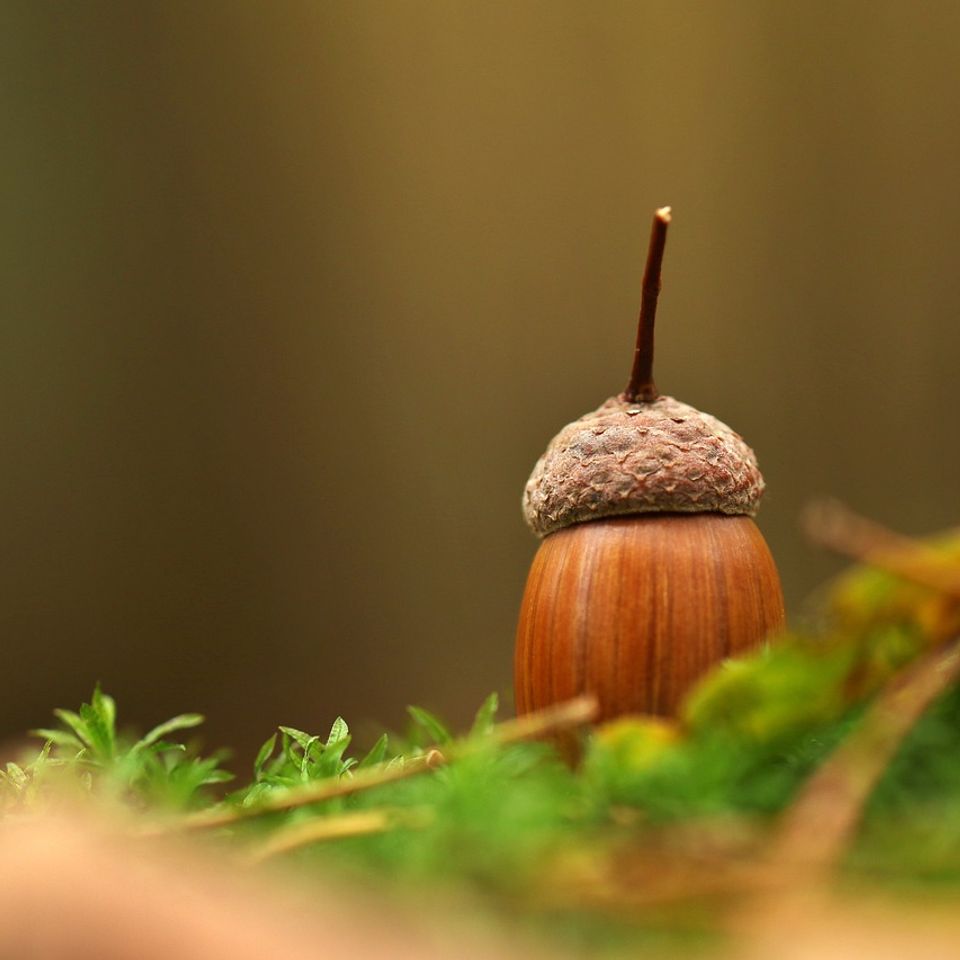 Acorn 1