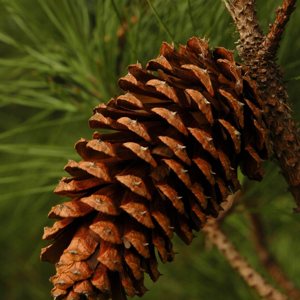 Pine cone1 rc