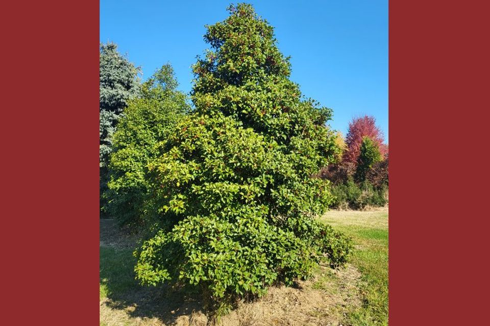 Holly tree