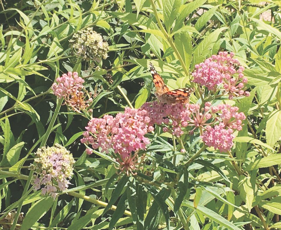 Redmilkweed