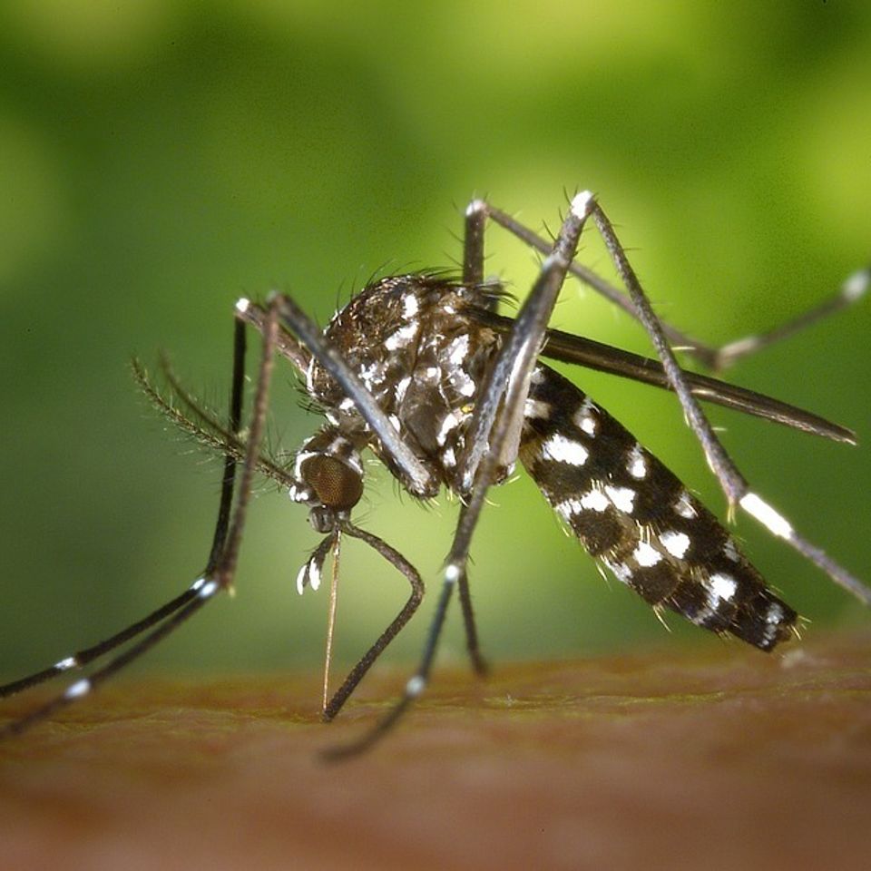 Tiger mosquito 49141 960 72020180118 19271 8soup6